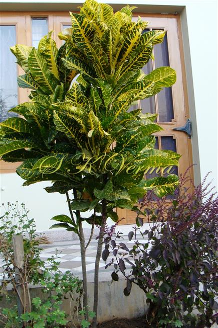  Plant